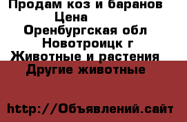 Продам коз и баранов › Цена ­ 250 - Оренбургская обл., Новотроицк г. Животные и растения » Другие животные   